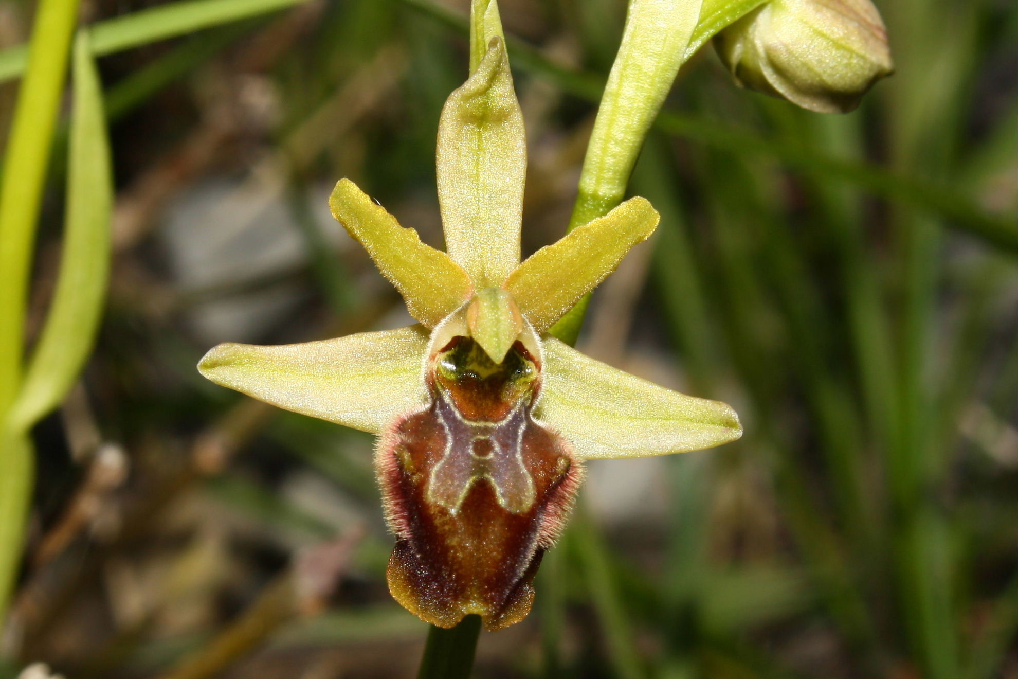 Ophrys sphegodes da determinare-1